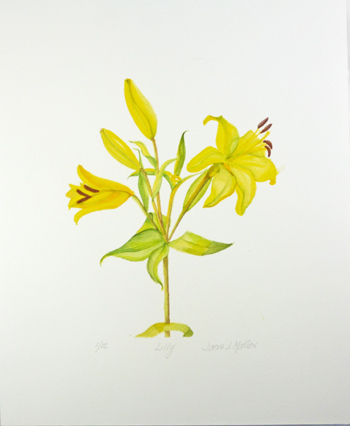 JJM-723 Giclee Unmatted Print "Lily", 11x14 - Click Image to Close